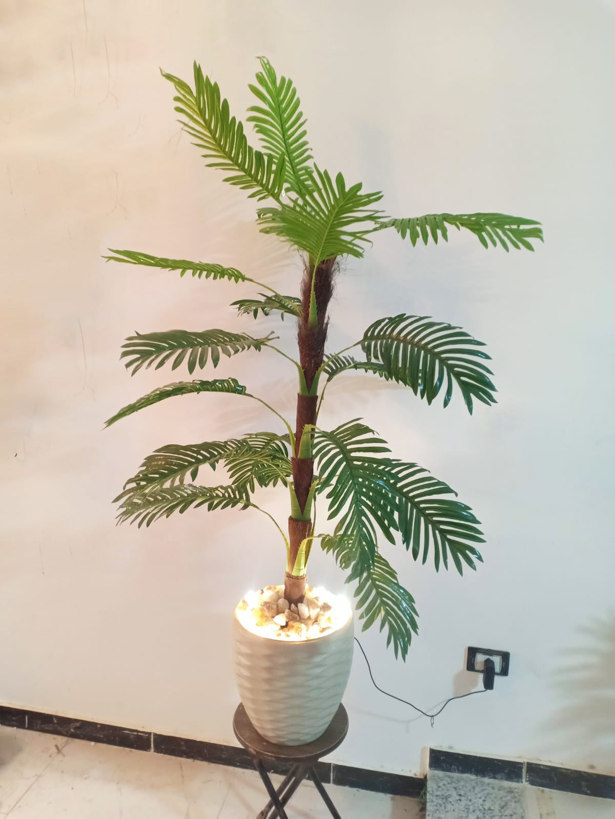 Palm Tree