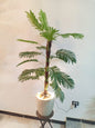 Palm Tree