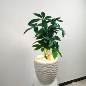 Schefflera Tree (110 cm)