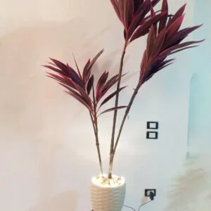 Decorative Benjamina Tree (180 cm)